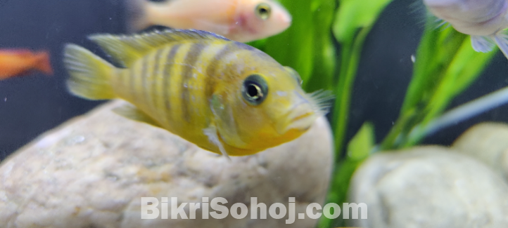 Cichlid fish